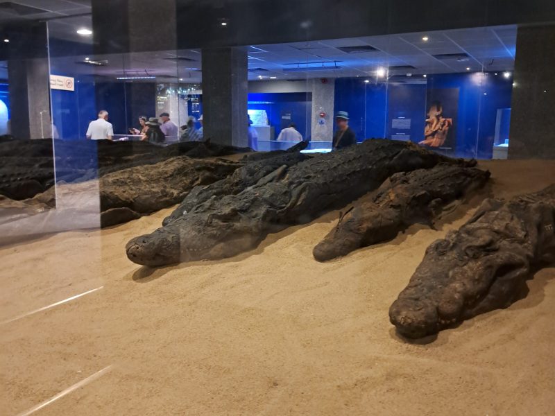 Egypt Highlights Tour: Nile Cruise & Red Sea Escape