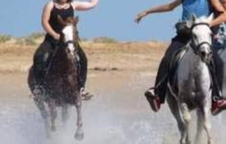 Arabian horses in Hurghada