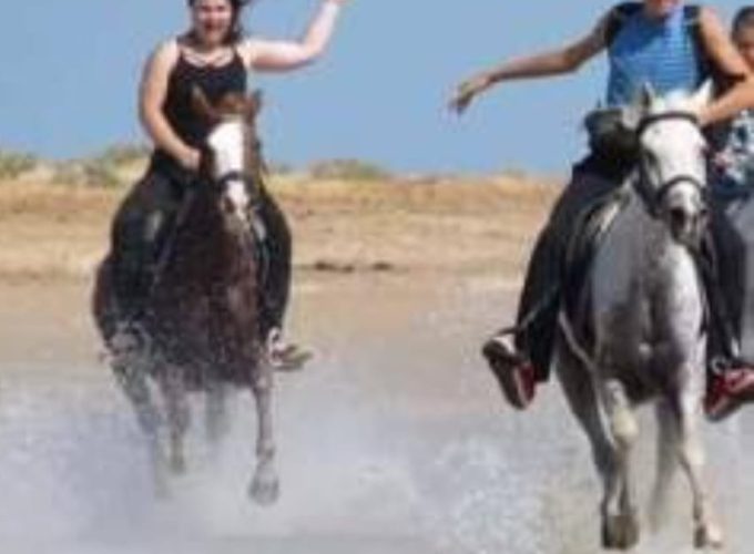 Arabian horses in Sharm el Shikh