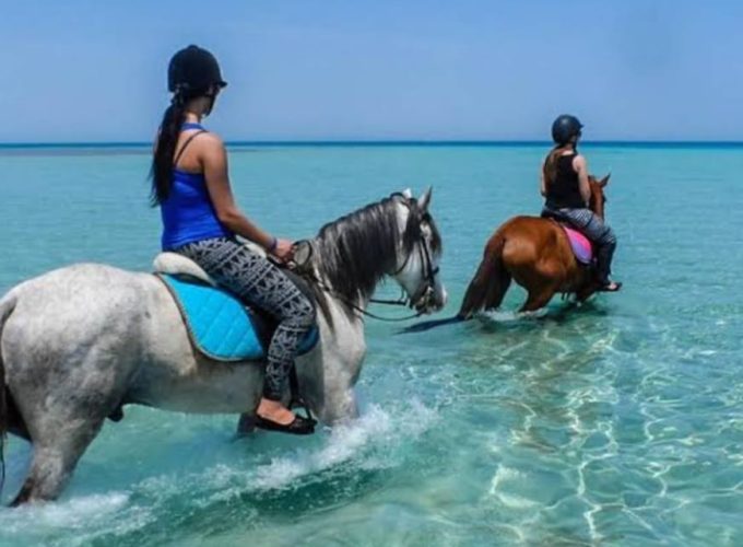 Arabian horses in Hurghada