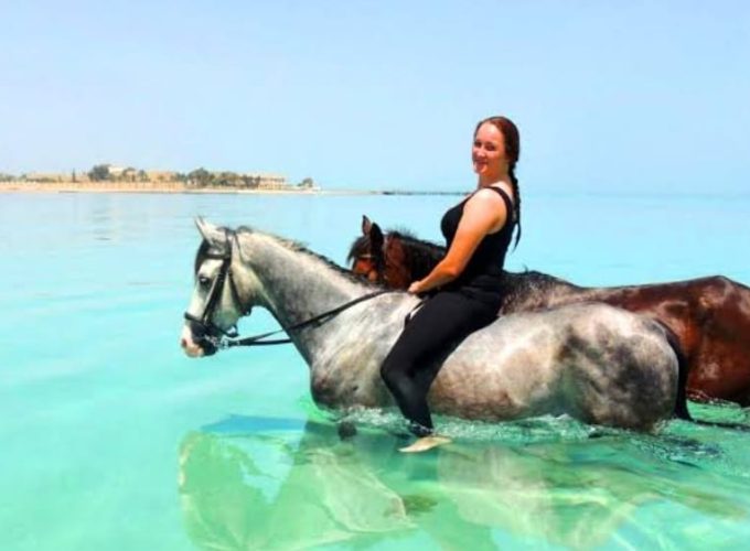 Arabian horses in sharm el shikh