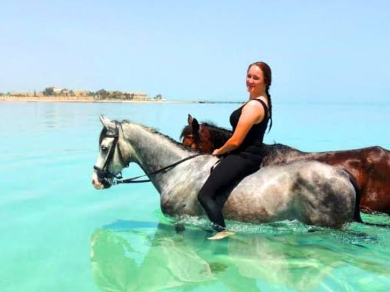 Arabian horses in sharm el shikh