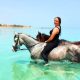 Arabian horses in sharm el shikh
