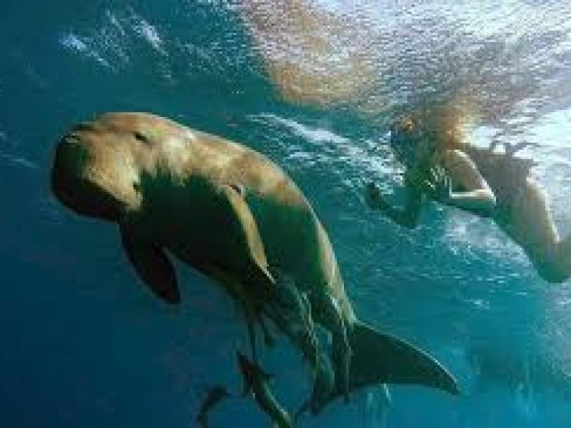 Marsa Mubark Marsa Alam